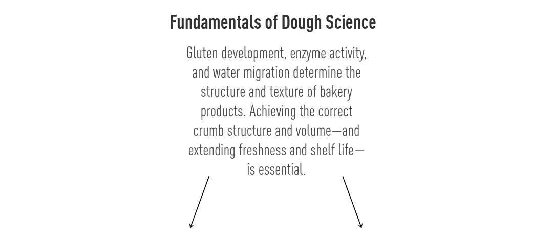 Fundamentals of Dough Science